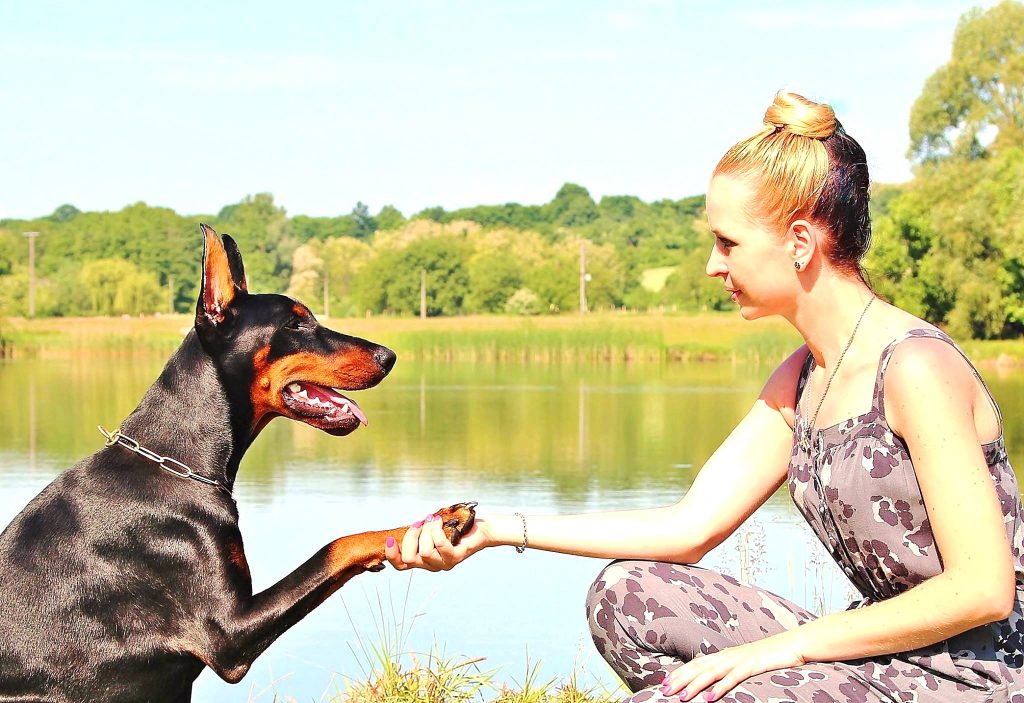 I životinjama treba pomoć © Pexels